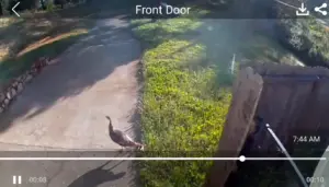 A wild turkey triggering the camera, the kind of alert its AI flagged